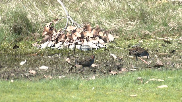 Buff-banded Rail - ML623696756