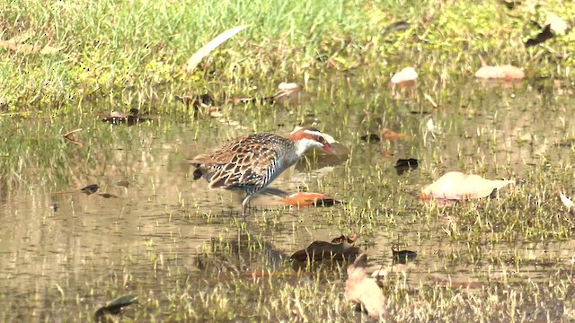 Buff-banded Rail - ML623696762