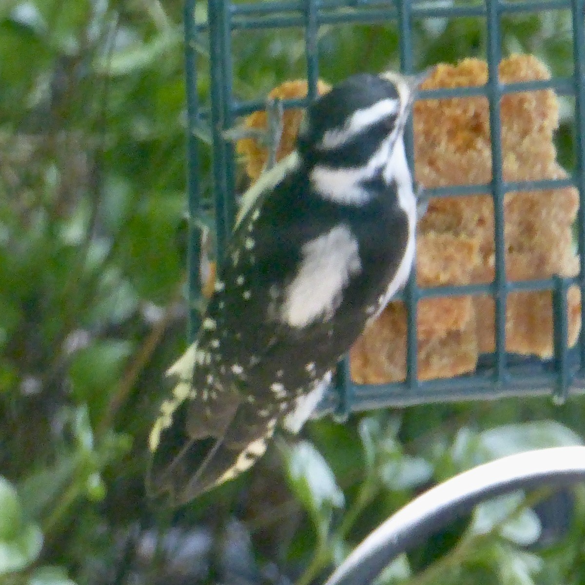 Downy Woodpecker - ML623696763