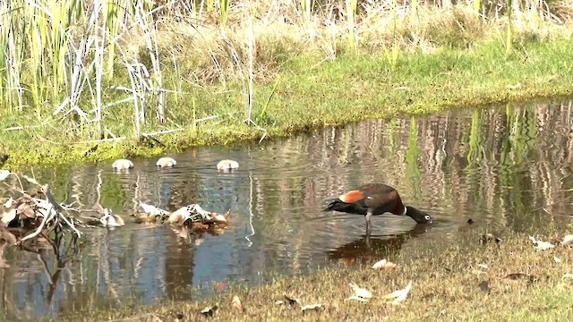 Australian Shelduck - ML623696766