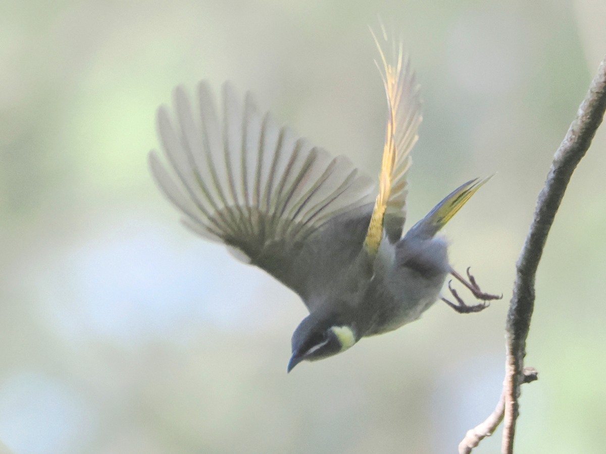 Lewin's Honeyeater - ML623696772