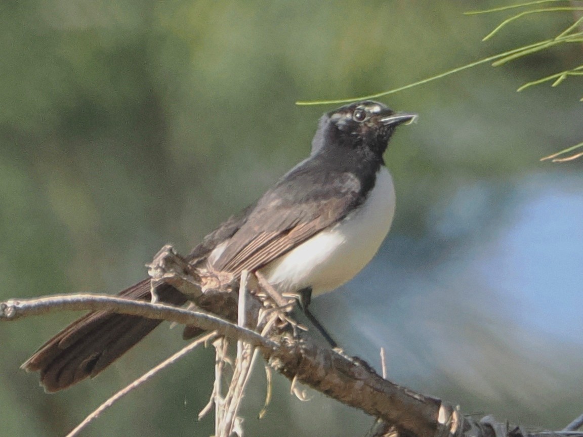 Willie-wagtail - ML623696774