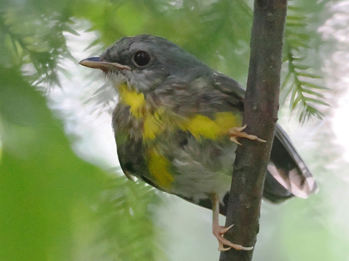 Eastern Yellow Robin - ML623696775