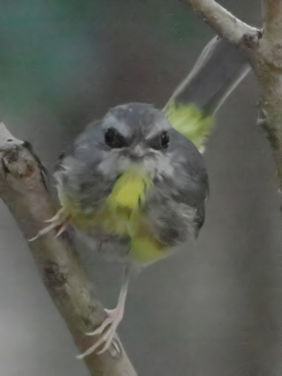 Eastern Yellow Robin - ML623696783