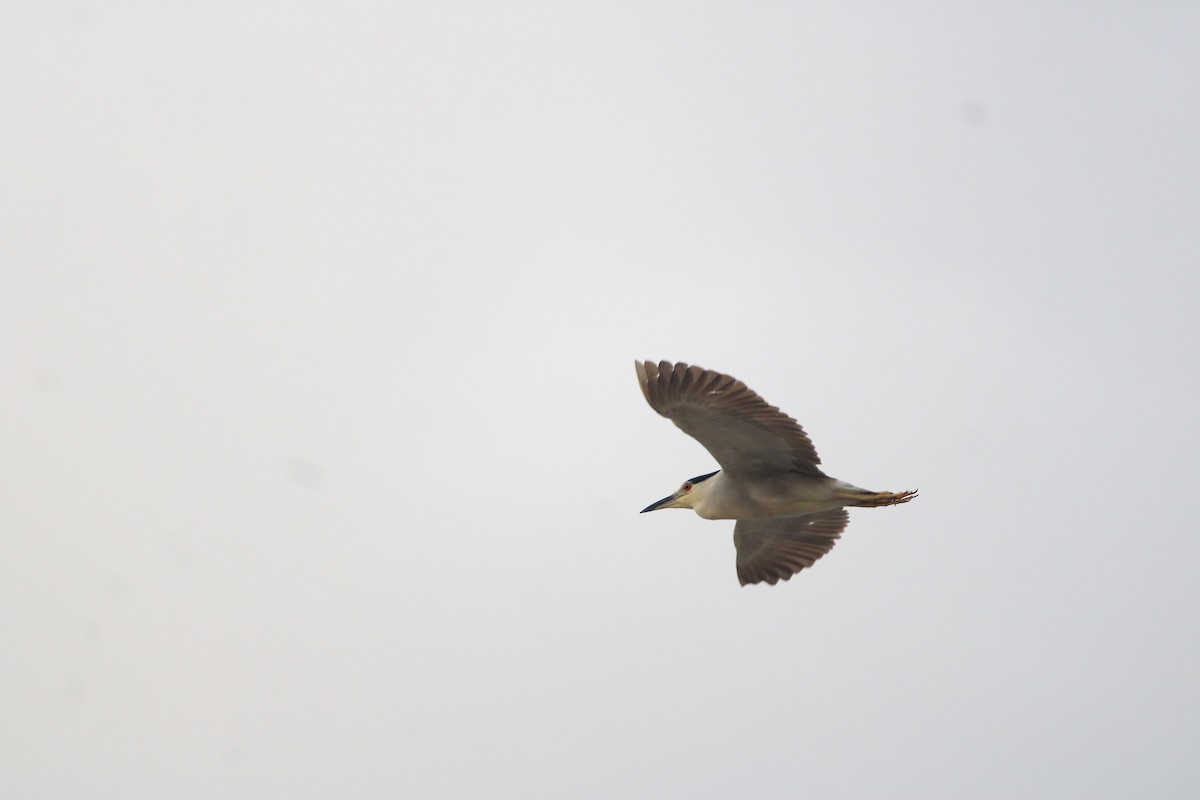 Black-crowned Night Heron - ML623696792