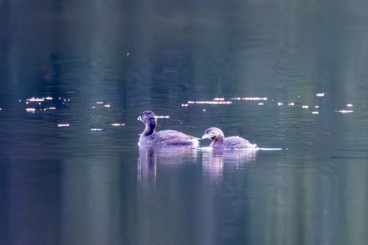 Pied-billed Grebe - Sean Neilson