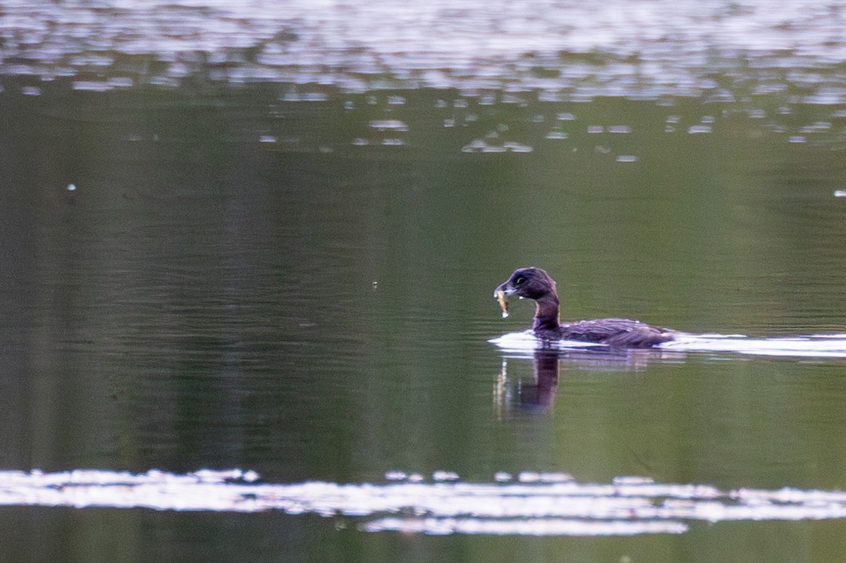 Pied-billed Grebe - ML623696804