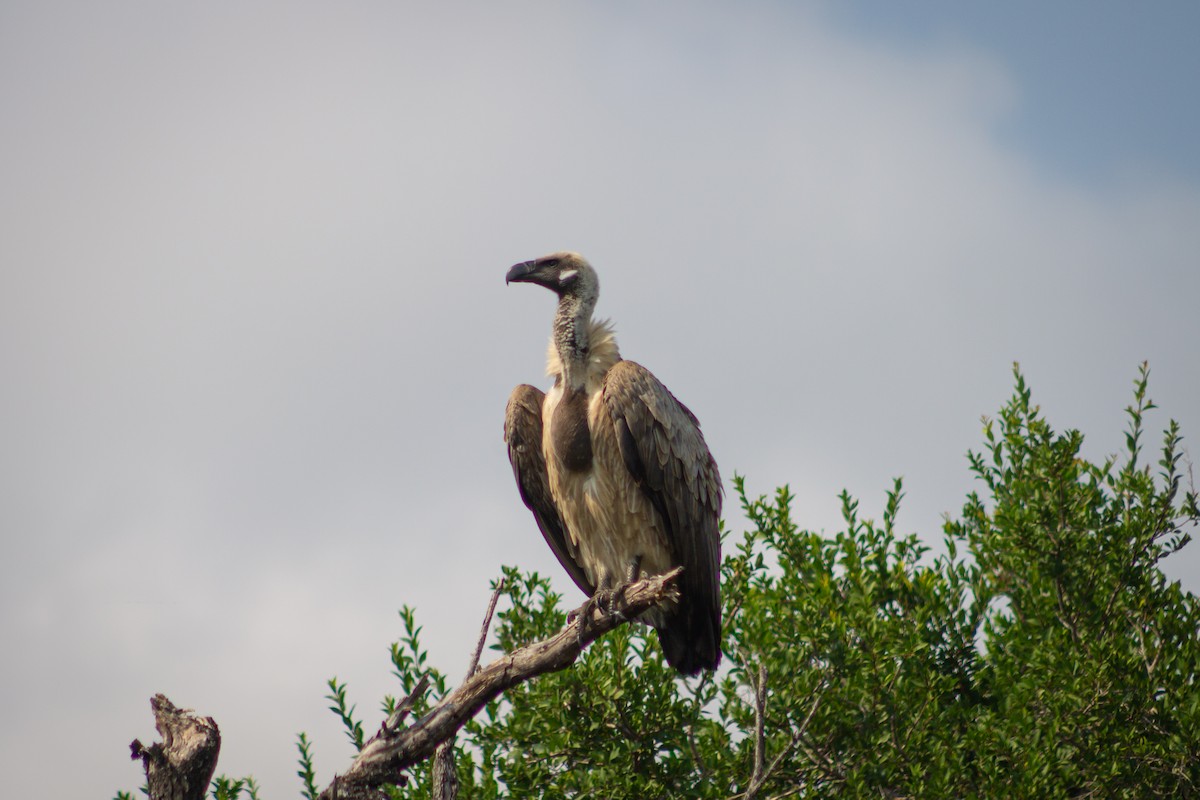 Cape Griffon - ML623696807