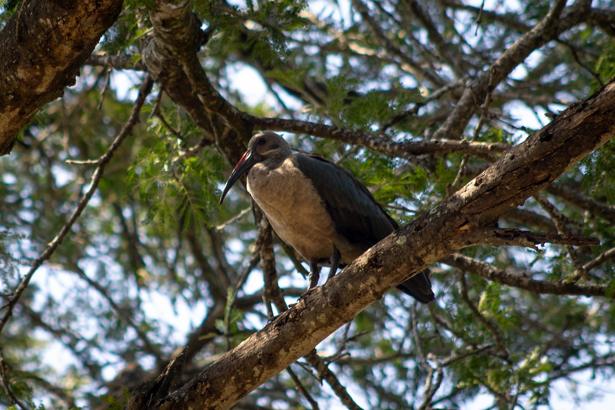 Hadada Ibis - ML623696831