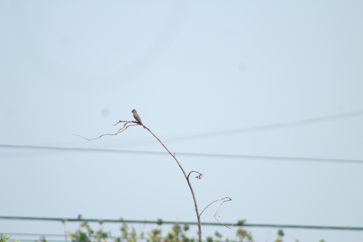 Ash-throated Flycatcher - ML623696834