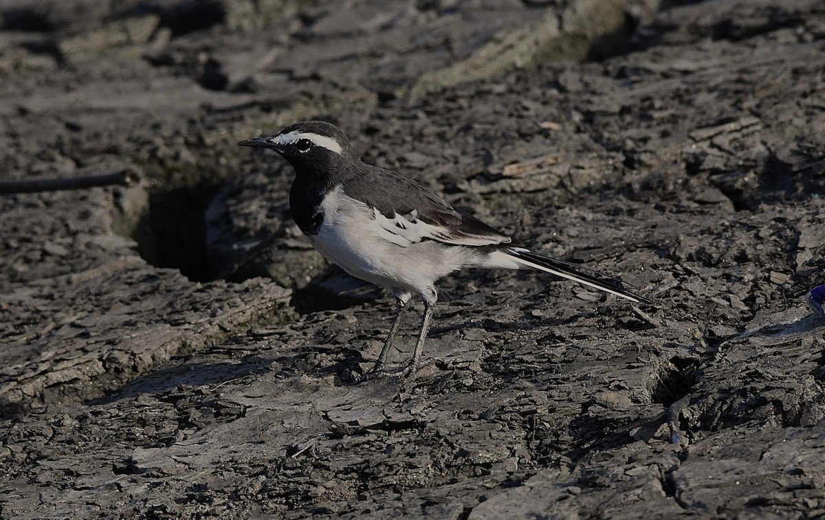 White-browed Wagtail - mathew thekkethala