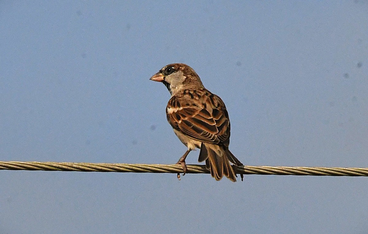 House Sparrow - ML623696845