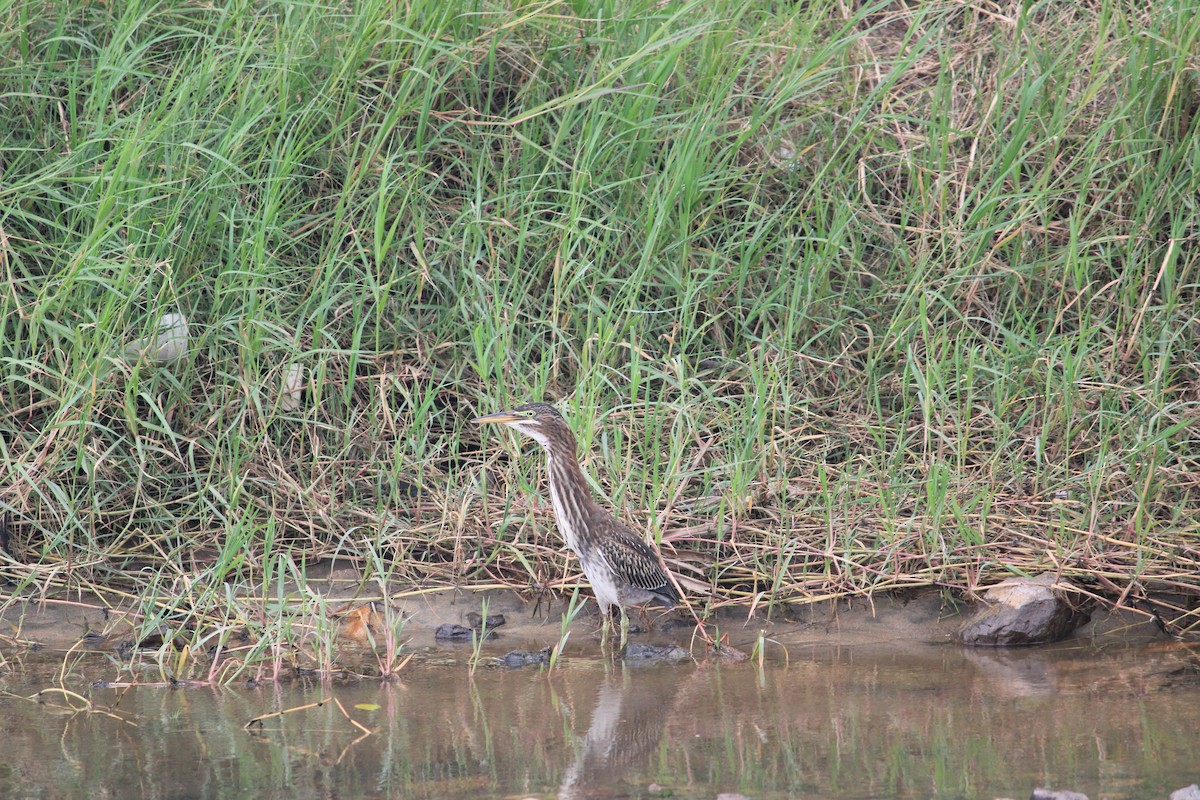 Green Heron - ML623696855