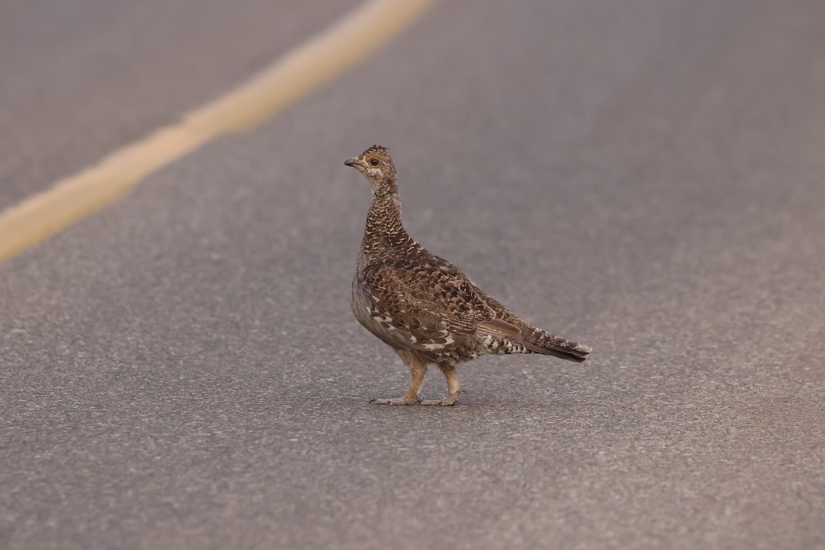 Dusky Grouse - Michael Gallo