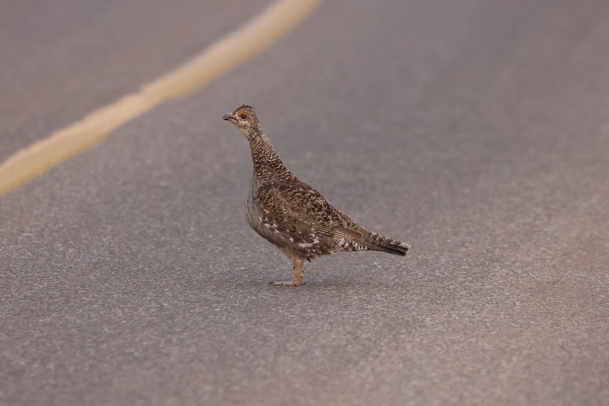 Dusky Grouse - ML623696877