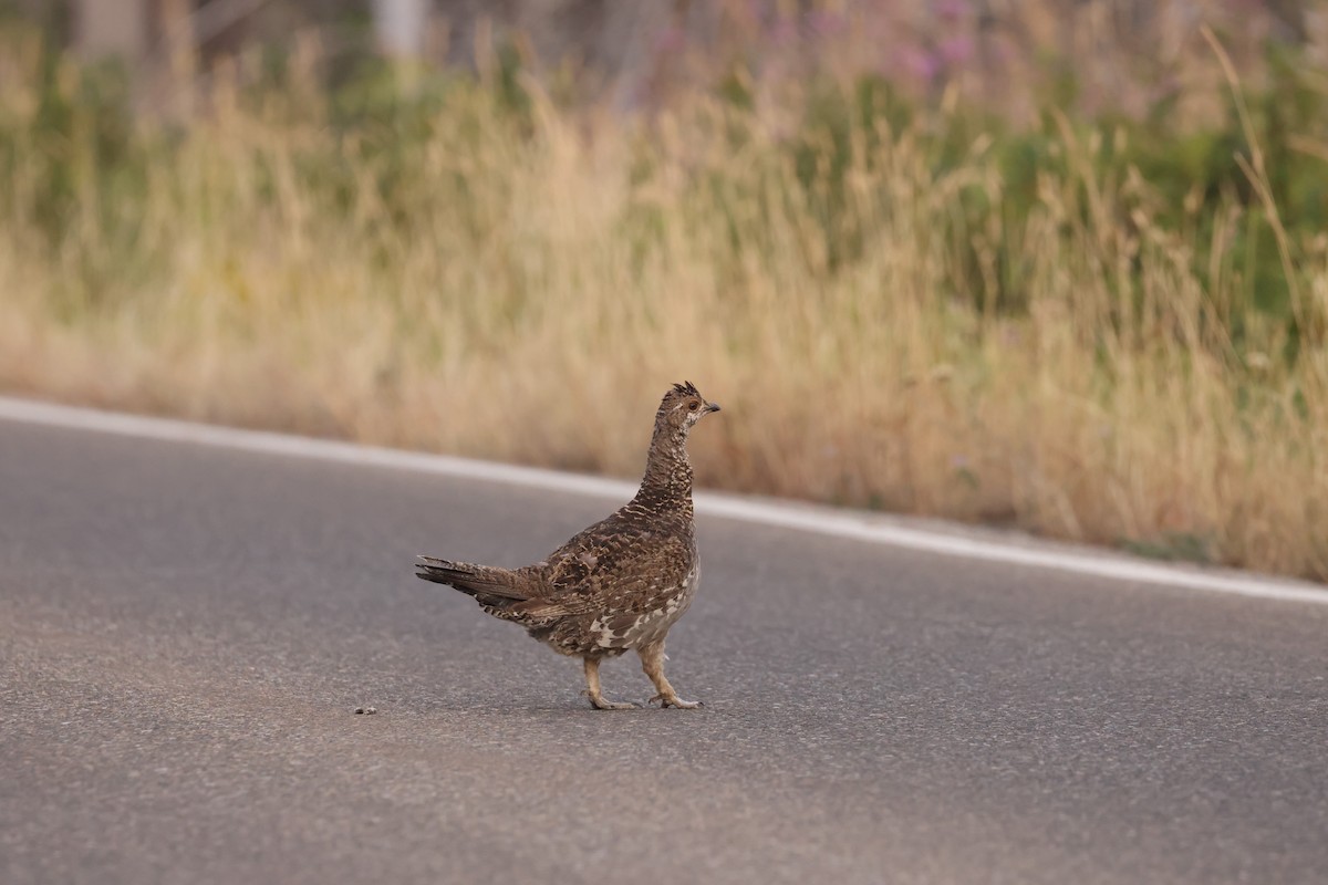 Dusky Grouse - Michael Gallo