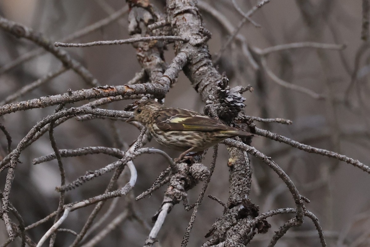 Pine Siskin - ML623696890