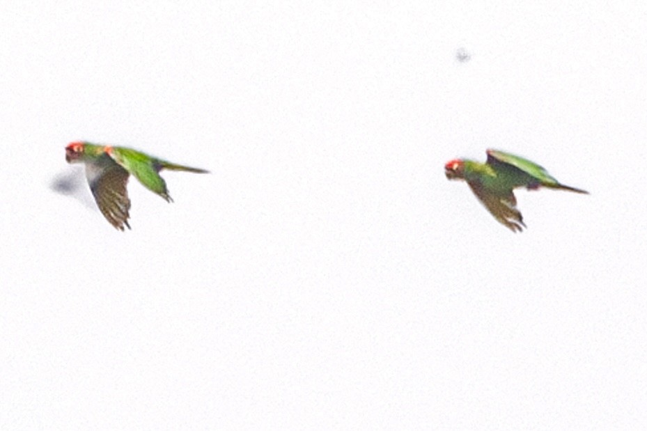 Red-masked Parakeet - ML623696893