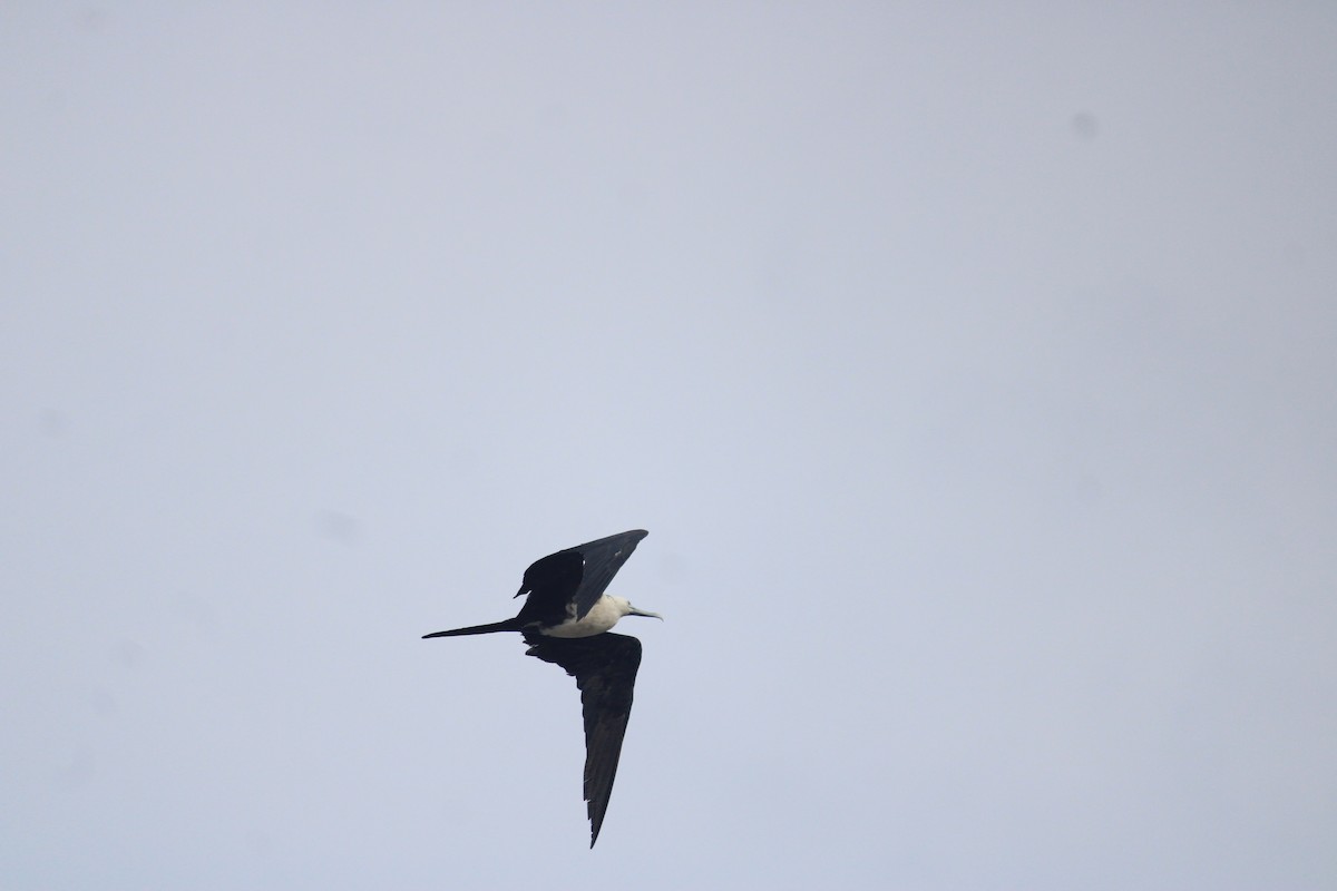 Magnificent Frigatebird - ML623696894