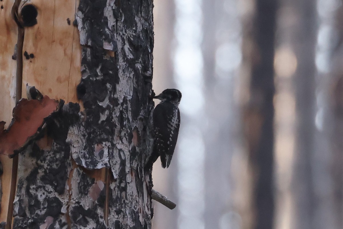 American Three-toed Woodpecker - ML623696903