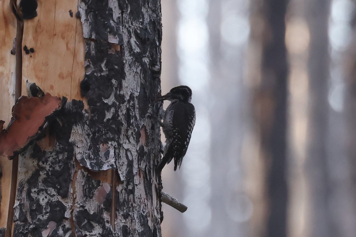 American Three-toed Woodpecker - ML623696904