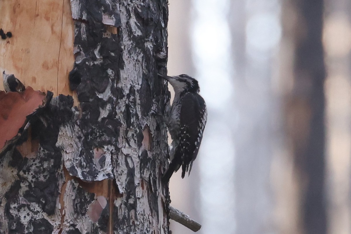 American Three-toed Woodpecker - ML623696905