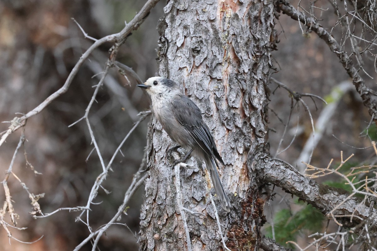 Canada Jay - ML623696907