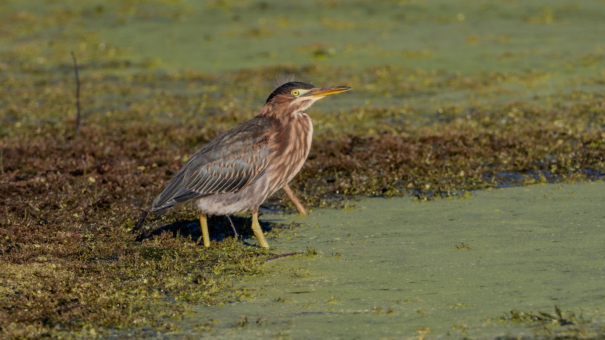 Green Heron - ML623696910