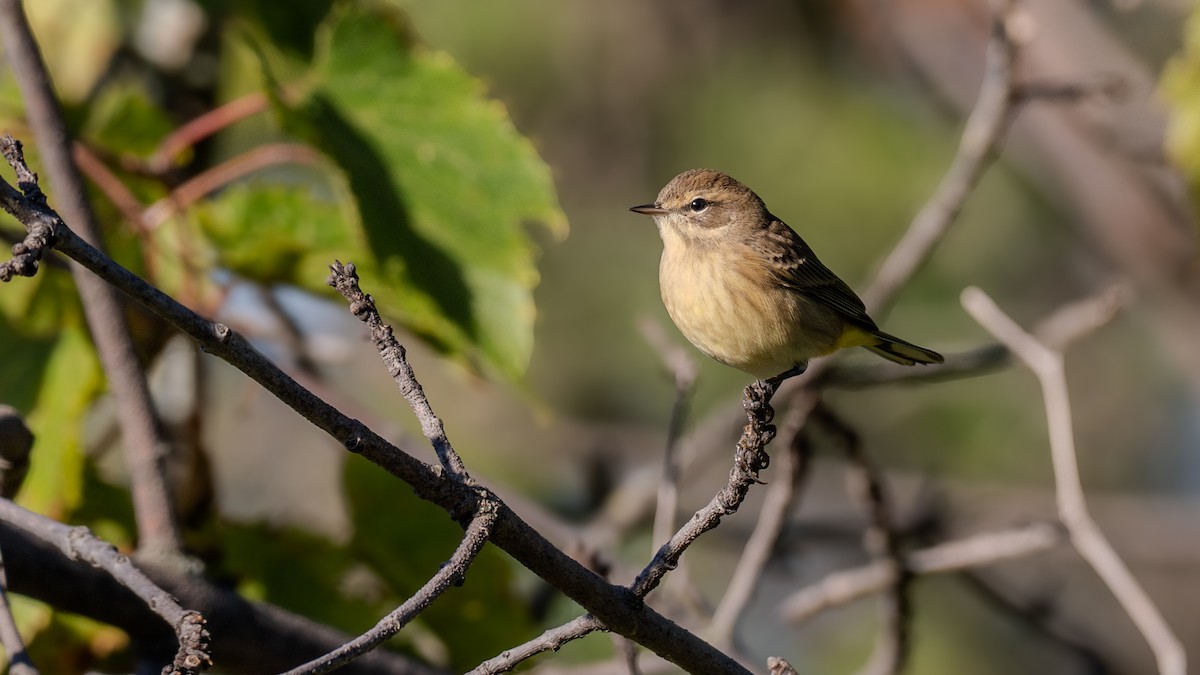 Palm Warbler - ML623696912