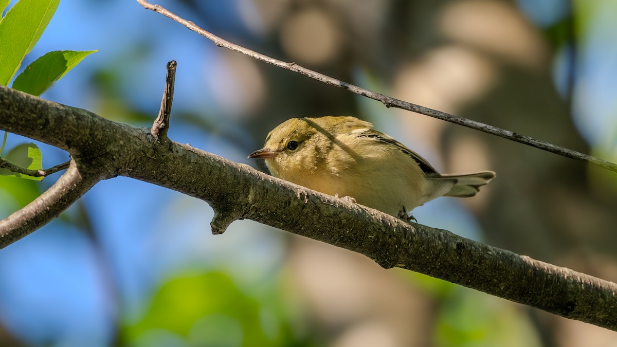 Pine Warbler - ML623696923