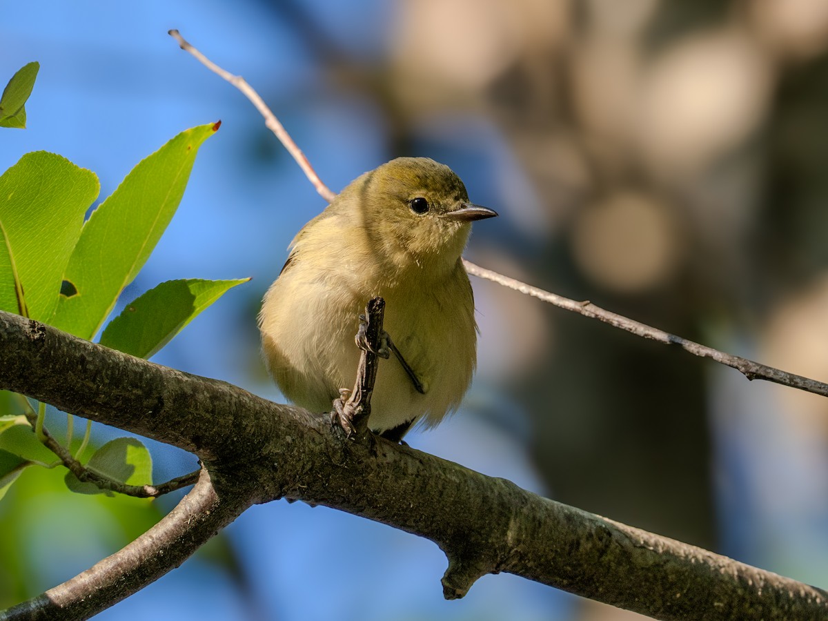 Pine Warbler - Dustin Wrolstad