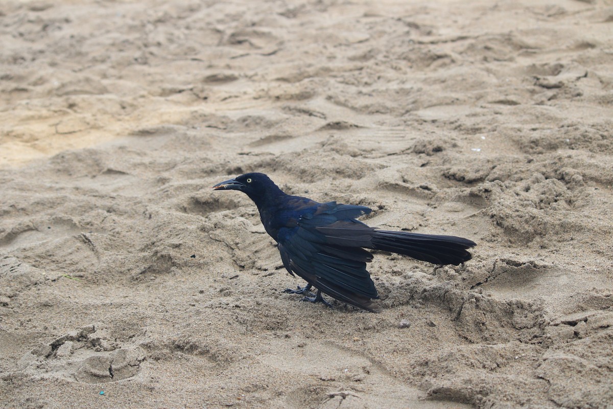 Great-tailed Grackle - ML623696933