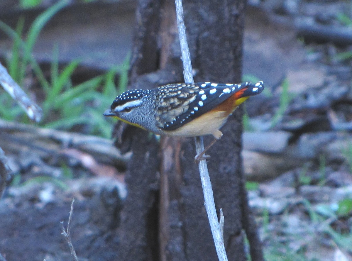 Fleckenpanthervogel - ML623696940