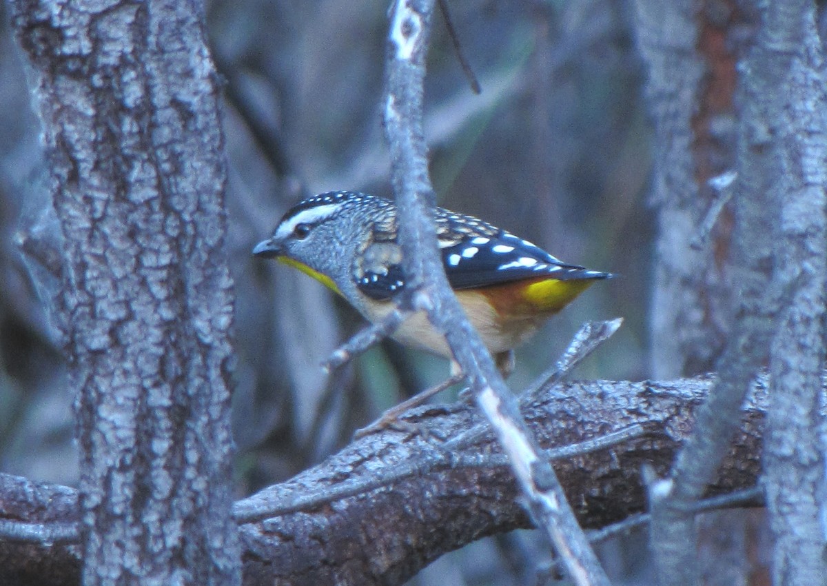 Fleckenpanthervogel - ML623696941