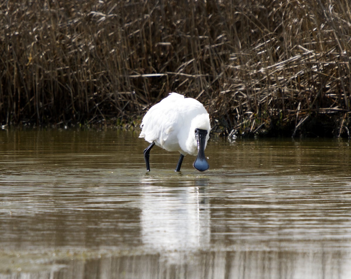 Royal Spoonbill - ML623696954