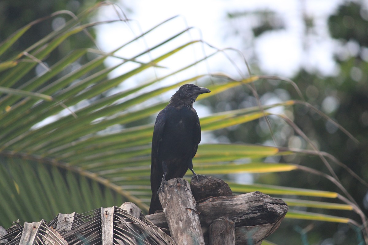 Sinaloa Crow - ML623696958