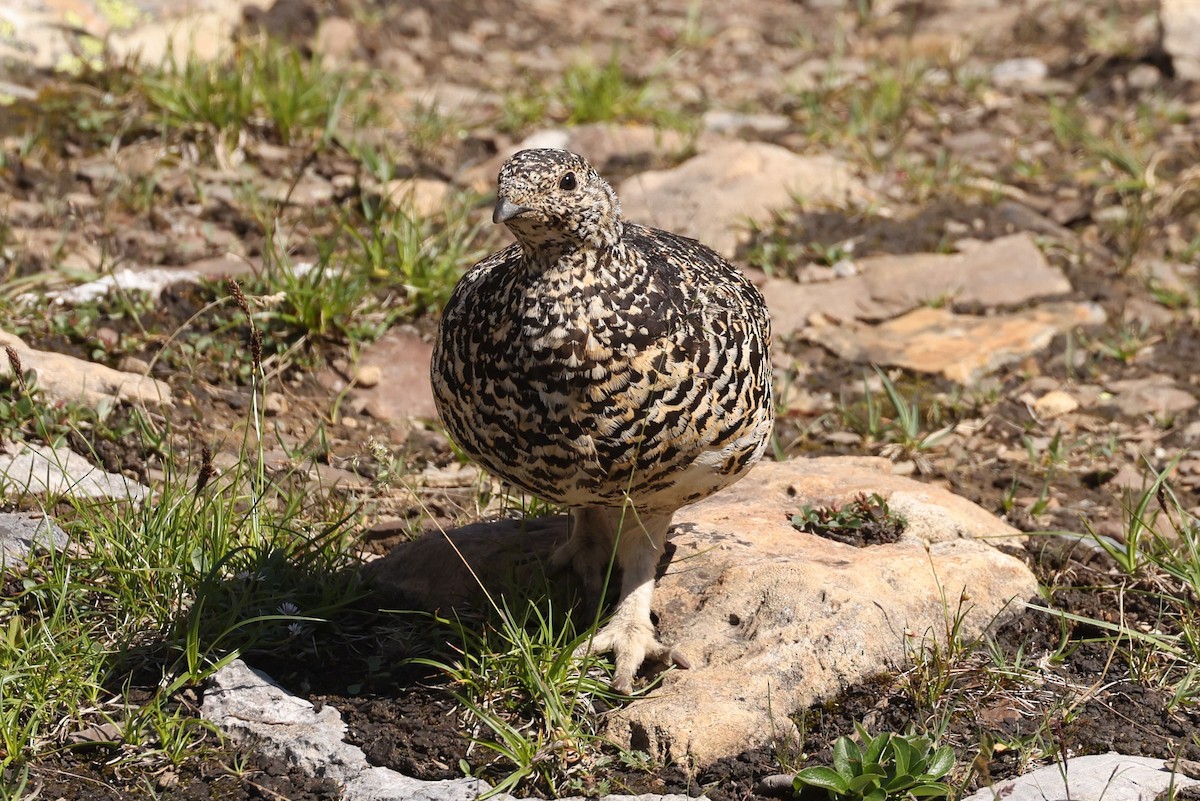 White-tailed Ptarmigan - ML623696993
