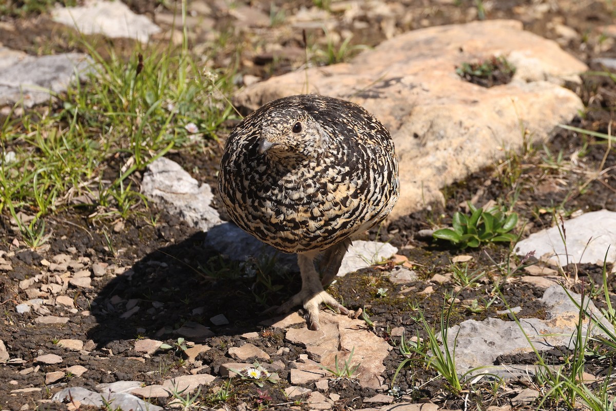 White-tailed Ptarmigan - ML623696995