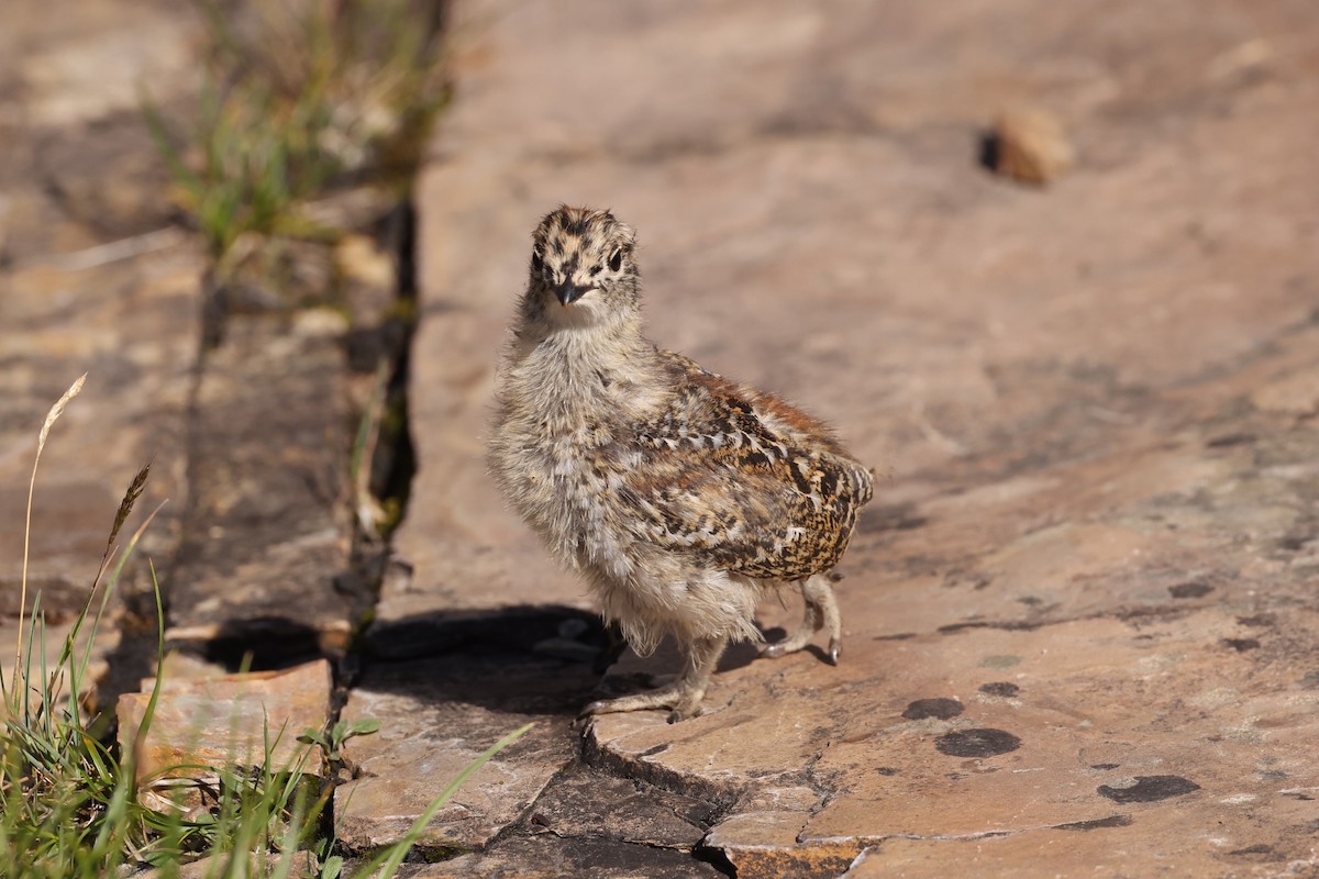 White-tailed Ptarmigan - ML623696996