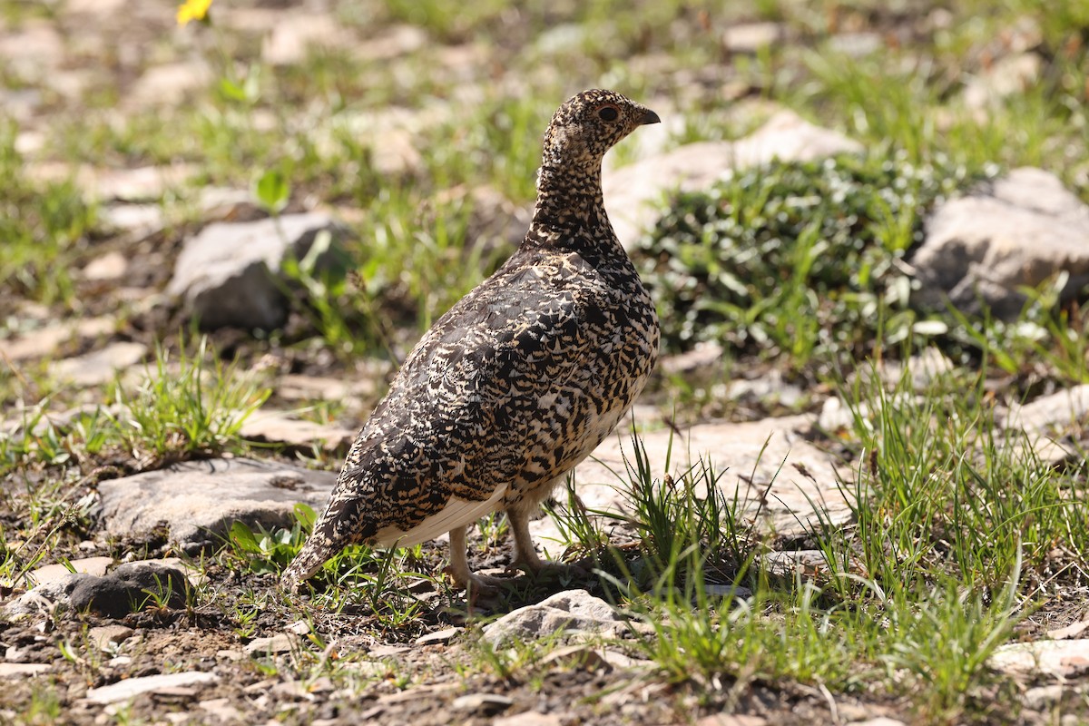 White-tailed Ptarmigan - ML623696998
