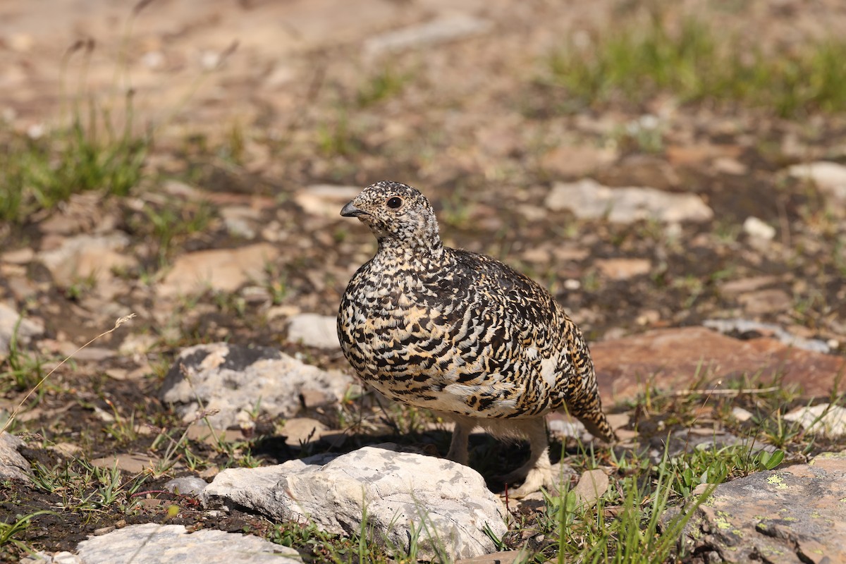 White-tailed Ptarmigan - ML623697000