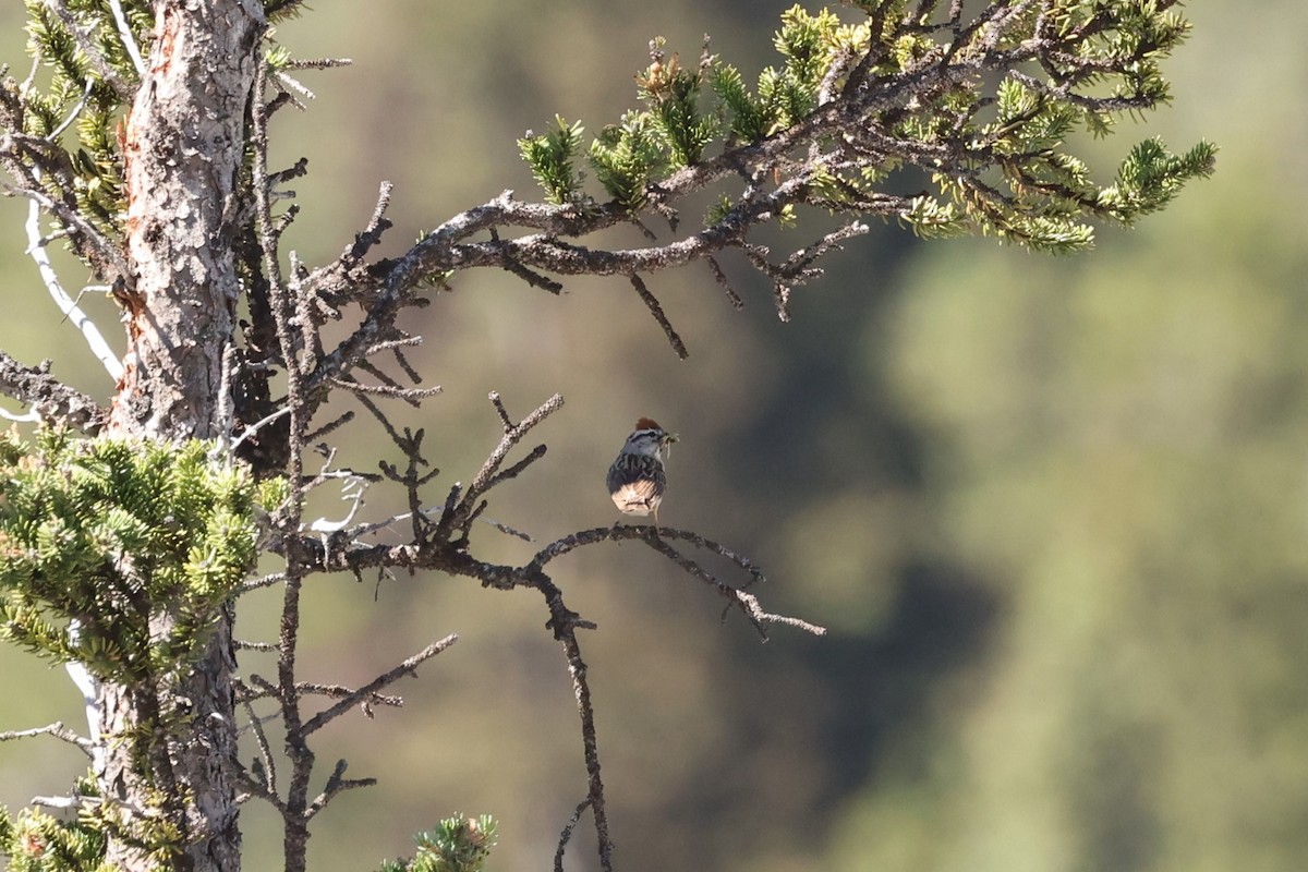 Chipping Sparrow - ML623697003