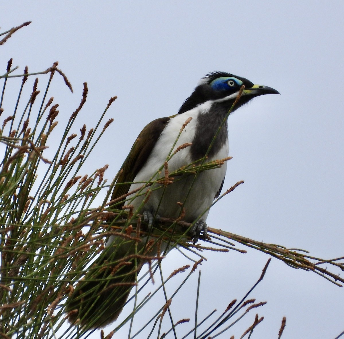 Blue-faced Honeyeater - ML623697034