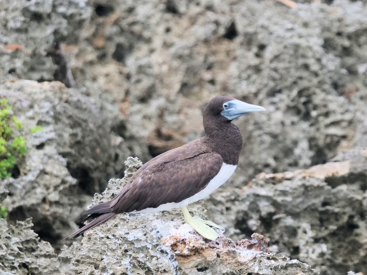 Brown Booby - ML623697043