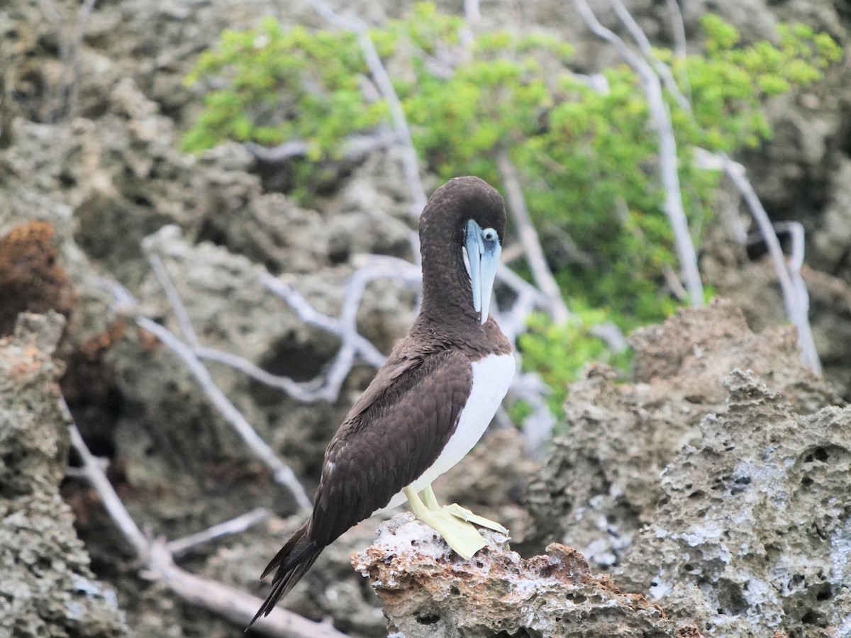 Brown Booby - ML623697044