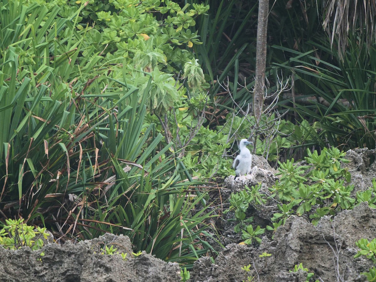 Brown Booby - ML623697045