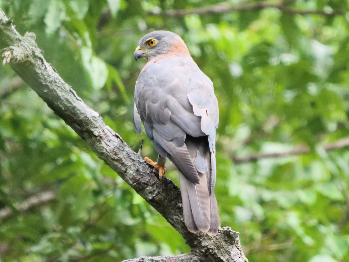 Brown Goshawk - ML623697048