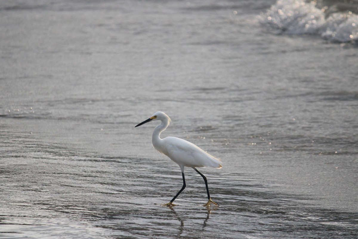 Snowy Egret - ML623697103