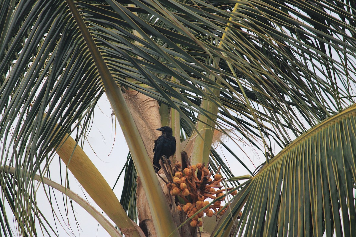 Sinaloa Crow - ML623697110