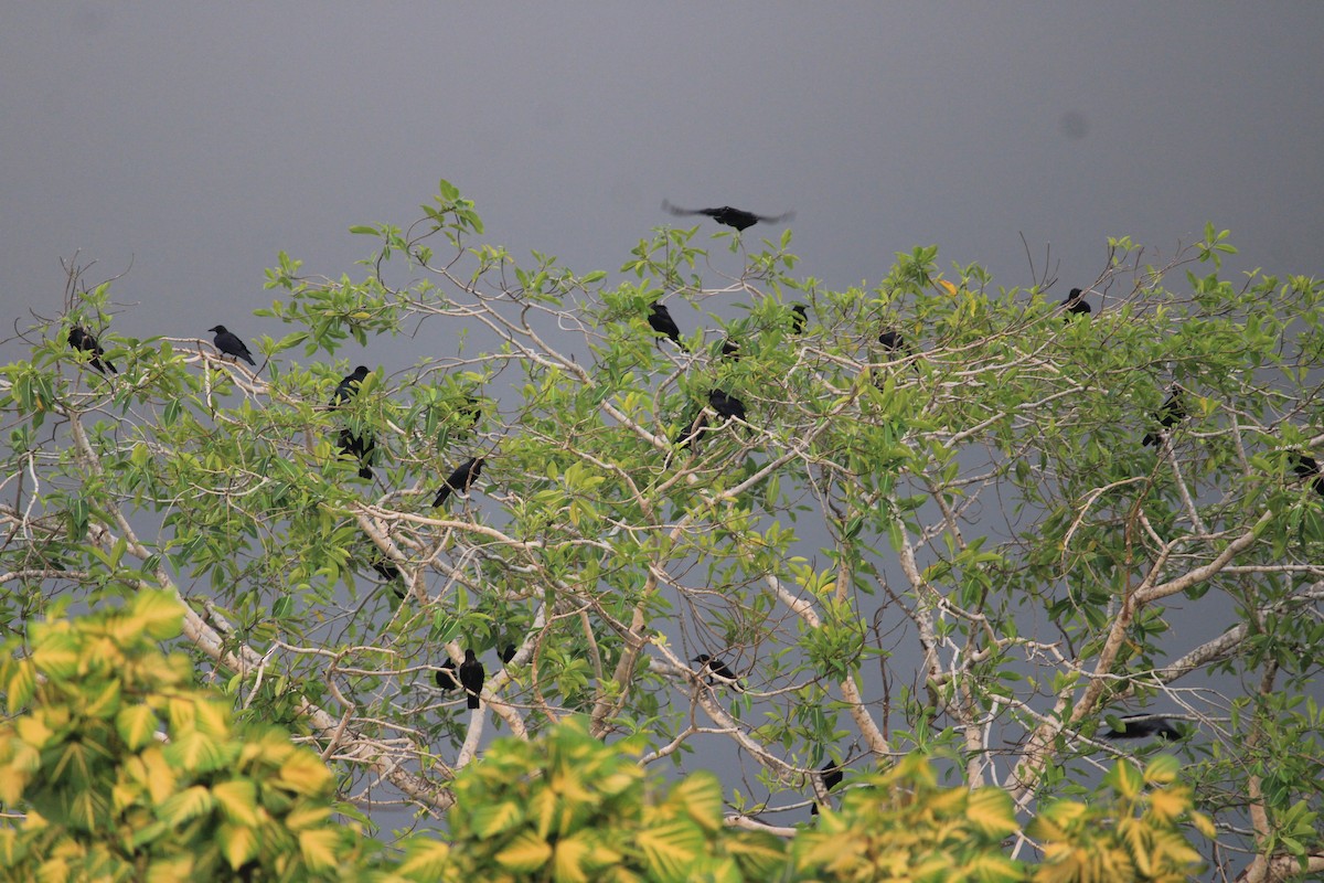 Sinaloa Crow - ML623697117